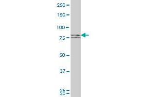 MFN1 monoclonal antibody (M04), clone 3C9 Western Blot analysis of MFN1 expression in HeLa (MFN1 antibody  (AA 1-741))