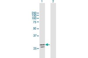 Western Blot analysis of PNPO expression in transfected 293T cell line by PNPO MaxPab polyclonal antibody.