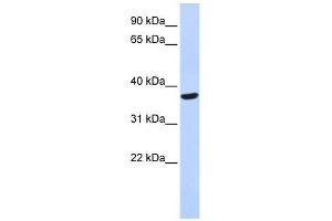SPDYA antibody used at 1 ug/ml to detect target protein. (SPDYA antibody)