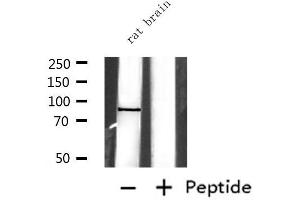 Western blot analysis of extracts from rat brain, using EXT1 Antibody. (EXT1 antibody)