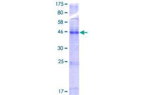 TMEM184C Protein (AA 1-261) (GST tag)