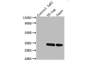 Immunoprecipitating V5 Tag in Transfected HEK293F cells whole cell lysate Lane 1: Mouse control IgG1 instead of ABIN7131636 in Transfected HEK293F cells whole cell lysate Lane 2: ABIN7131636 (2. (V5 Epitope Tag antibody)