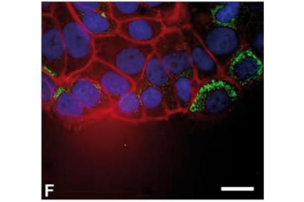 Thymosin beta 10 antibody  (AA 1-14)