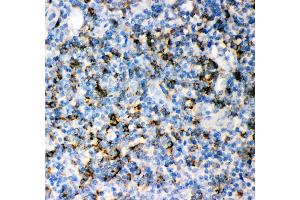 Immunohistochemistry (IHC) image for anti-CD8a Molecule (CD8A) (AA 22-187) antibody (ABIN3043499)