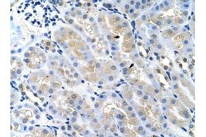 TSG101 antibody was used for immunohistochemistry at a concentration of 4-8 ug/ml to stain Epithelial cells of renal tubule (arrows) in Mouse Kidney. (TSG101 antibody  (Middle Region))