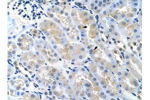 TSG101 antibody was used for immunohistochemistry at a concentration of 4-8 ug/ml to stain Epithelial cells of renal tubule (arrows) in Mouse Kidney. (TSG101 antibody  (Middle Region))