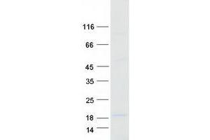 COA5 Protein (Myc-DYKDDDDK Tag)