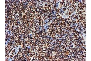 Image no. 2 for anti-Fragile X Mental Retardation 1 (FMR1) antibody (ABIN1498287) (FMR1 antibody)