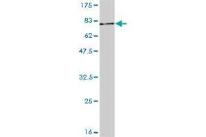 Western Blotting (WB) image for anti-Signal Transducer and Activator of Transcription 3 (Acute-Phase Response Factor) (STAT3) (AA 1-769) antibody (ABIN563027)