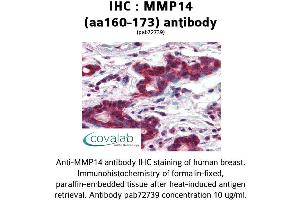 Image no. 2 for anti-Matrix Metallopeptidase 14 (Membrane-inserted) (MMP14) (AA 160-173) antibody (ABIN2852383) (MMP14 antibody  (AA 160-173))