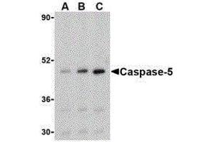 Western Blotting (WB) image for anti-Caspase 5, Apoptosis-Related Cysteine Peptidase (CASP5) (Center) antibody (ABIN2477916) (CASP5 antibody  (Center))