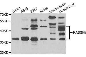 Western blot analysis of extracts of various cell lines, using RASSF5 antibody (ABIN4904957) at 1:1000 dilution. (RASSF5 antibody)