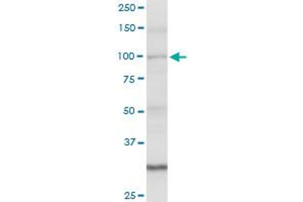 AMOTL1 antibody  (AA 1-956)