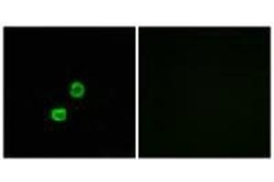 Immunofluorescence analysis of MCF-7 cells, using GCNT7 antibody. (GCNT7 antibody)
