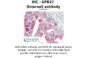 Image no. 1 for anti-G Protein-Coupled Receptor 27 (GPR27) (Internal Region) antibody (ABIN1735042) (GPR27 antibody  (Internal Region))