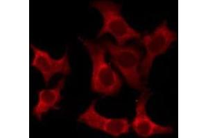 ABIN6276257 staining Hela by IF/ICC. (OR52N1 antibody  (N-Term))