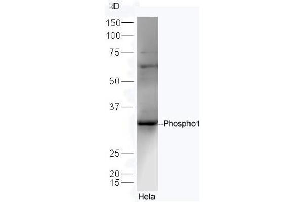 PHOSPHO1 anticorps  (AA 201-267)