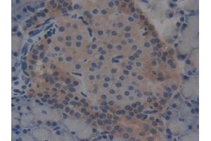 DAB staining on IHC-P; Samples: Rat Pancreas Tissue (T-Bet antibody  (AA 241-493))