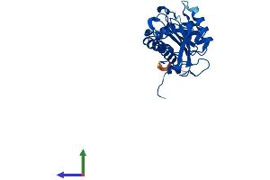 Protein Structure (PS) image for APAF1 Interacting Protein (APIP) (AA 1-241) protein (His tag) (ABIN7556333)