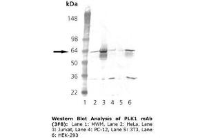 Image no. 1 for anti-Polo-Like Kinase 1 (PLK1) (Internal Region) antibody (ABIN363957) (PLK1 antibody  (Internal Region))