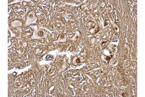 GPS1 antibody  (C-Term)