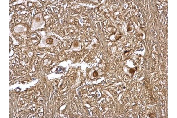 GPS1 antibody  (C-Term)