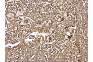 IHC-P Image CSN1 antibody [C3], C-term detects CSN1 protein at nucleus on rat brain stem by immunohistochemical analysis.