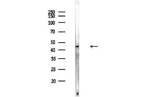 Western blot analysis of lysates from Rat brain, using APOL3 Antibody at 1/1000 dilution.
