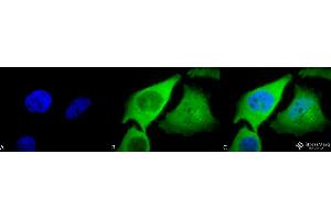 Immunocytochemistry/Immunofluorescence analysis using Rabbit Anti-HO-1 Polyclonal Antibody . (HMOX1 antibody  (Atto 594))