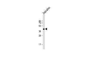 Anti-DANRE pou3f3a Antibody (C-term) at 1:1000 dilution + Zebrafish lysate Lysates/proteins at 20 μg per lane. (POU3F3 antibody  (C-Term))