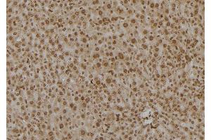 ABIN6277555 at 1/100 staining Mouse liver tissue by IHC-P.