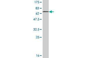 Western Blot detection against Immunogen (61. (STAC3 antibody  (AA 1-325))