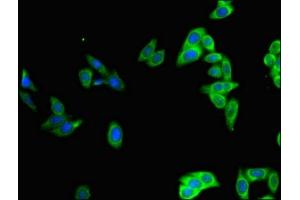 Immunofluorescent analysis of HepG2 cells using ABIN7164047 at dilution of 1:100 and Alexa Fluor 488-congugated AffiniPure Goat Anti-Rabbit IgG(H+L) (Oct-2 antibody  (AA 277-389))