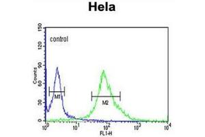 Flow cytometric analysis of Hela cells using DDX49 Antibody (C-term) Cat. (DDX49 antibody  (C-Term))