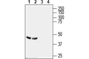 Western blot analysis of rat (lanes 1 and 3) and mouse (lanes 2 and 4) brain lysates: - 1,2. (GPR56 antibody  (Extracellular, N-Term))
