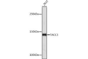 Western blot analysis of extracts of 293T cells, using T Rabbit mAb (ABIN7270916) at 1:1000 dilution. (TACC3 antibody)