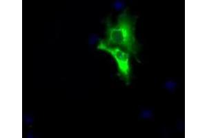 Image no. 1 for anti-Lipase, Endothelial (LIPG) antibody (ABIN1499161) (LIPG antibody)