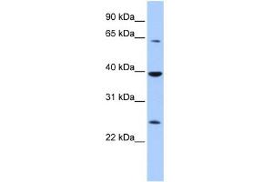 WB Suggested Anti-CIAO1 Antibody Titration:  0. (CIAO1 antibody  (Middle Region))