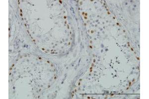 Image no. 1 for anti-Sal-Like 4 (SALL4) (AA 954-1054) antibody (ABIN466230) (SALL4 antibody  (AA 954-1054))
