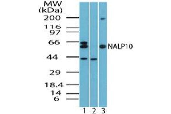 NLRP10 抗体  (AA 493-509)