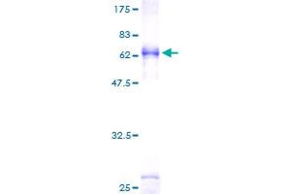 TRA2B Protein (AA 1-288) (GST tag)