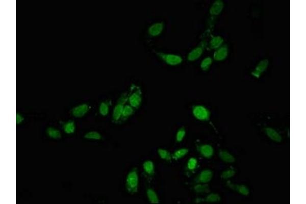 BCLAF1 antibody  (AA 218-407)