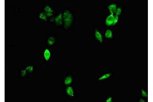 Immunofluorescent analysis of Hela cells using ABIN7147273 at dilution of 1:100 and Alexa Fluor 488-congugated AffiniPure Goat Anti-Rabbit IgG(H+L) (CIDEA antibody  (AA 1-51))