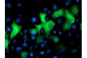 Anti-NEK9 mouse monoclonal antibody (ABIN2454908) immunofluorescent staining of COS7 cells transiently transfected by pCMV6-ENTRY NEK9 (RC211326). (NEK9 antibody)
