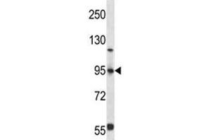 FOXP4 antibody western blot analysis in 293 lysate (FOXP4 antibody  (AA 522-550))