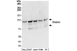 Western Blotting (WB) image for anti-Drebrin 1 (DBN1) (AA 599-649) antibody (ABIN7453432)