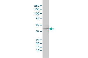 MAPK12 antibody  (AA 251-367)