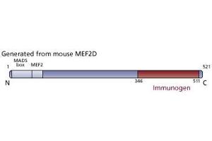 Image no. 1 for anti-Myocyte Enhancer Factor 2D (MEF2D) (AA 346-511) antibody (ABIN968170) (MEF2D antibody  (AA 346-511))
