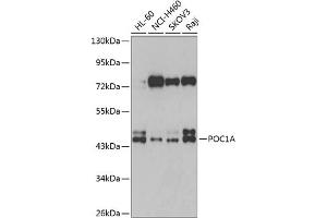 Western blot analysis of extracts of various cell lines, using POC1A antibody (ABIN6133068, ABIN6145865, ABIN6145867 and ABIN6223351) at 1:1000 dilution.