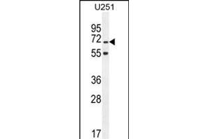 TNIP1 Antibody (C-term) (ABIN654978 and ABIN2844618) western blot analysis in  cell line lysates (35 μg/lane). (TNIP1 antibody  (C-Term))